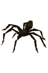 shadow_spider.png